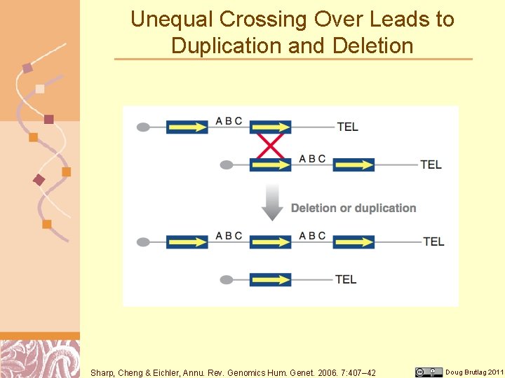 Unequal Crossing Over Leads to Duplication and Deletion Sharp, Cheng & Eichler, Annu. Rev.