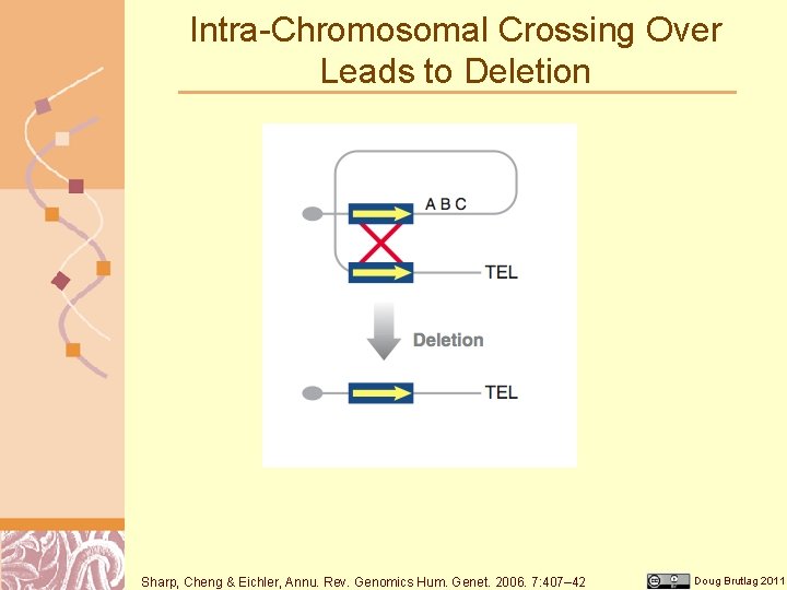 Intra-Chromosomal Crossing Over Leads to Deletion Sharp, Cheng & Eichler, Annu. Rev. Genomics Hum.