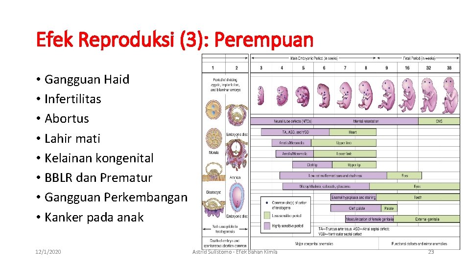 Efek Reproduksi (3): Perempuan • Gangguan Haid • Infertilitas • Abortus • Lahir mati