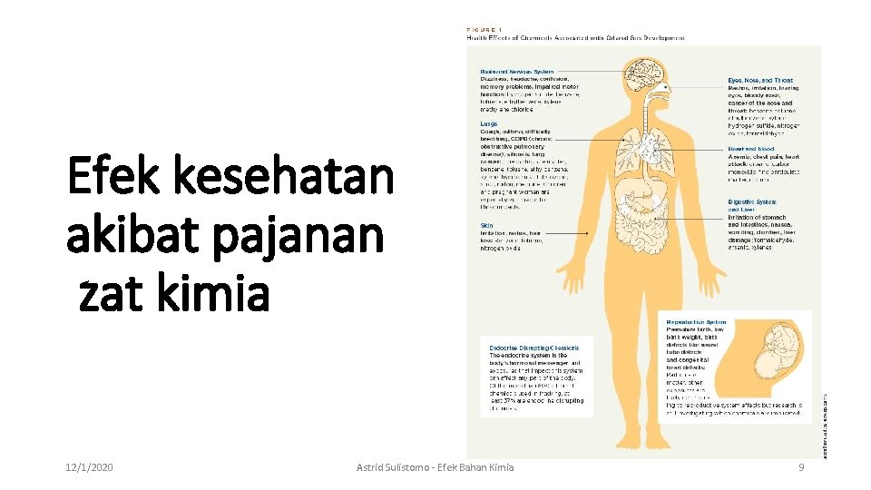 Efek kesehatan akibat pajanan zat kimia 12/1/2020 Astrid Sulistomo - Efek Bahan Kimia 9