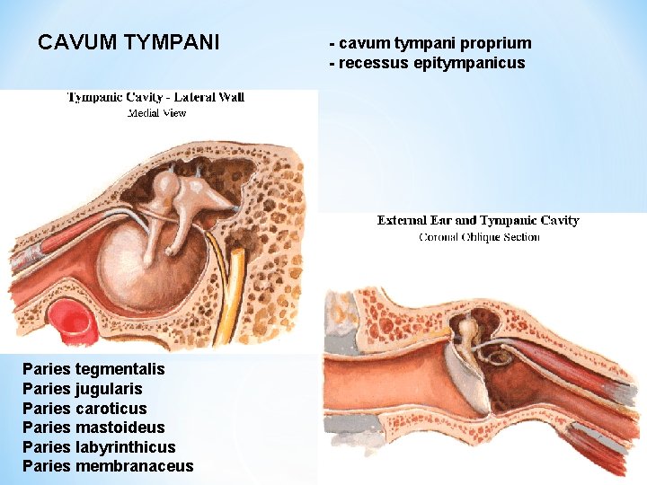 CAVUM TYMPANI Paries tegmentalis Paries jugularis Paries caroticus Paries mastoideus Paries labyrinthicus Paries membranaceus