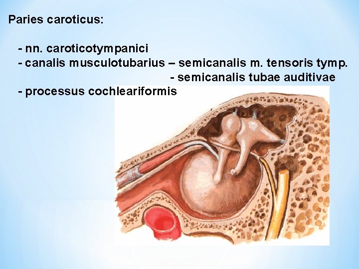 Paries caroticus: - nn. caroticotympanici - canalis musculotubarius – semicanalis m. tensoris tymp. -