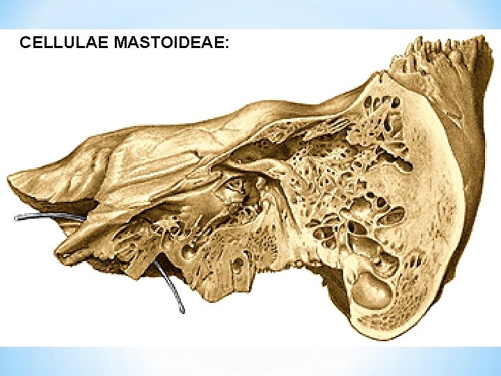 CELLULAE MASTOIDEAE: 