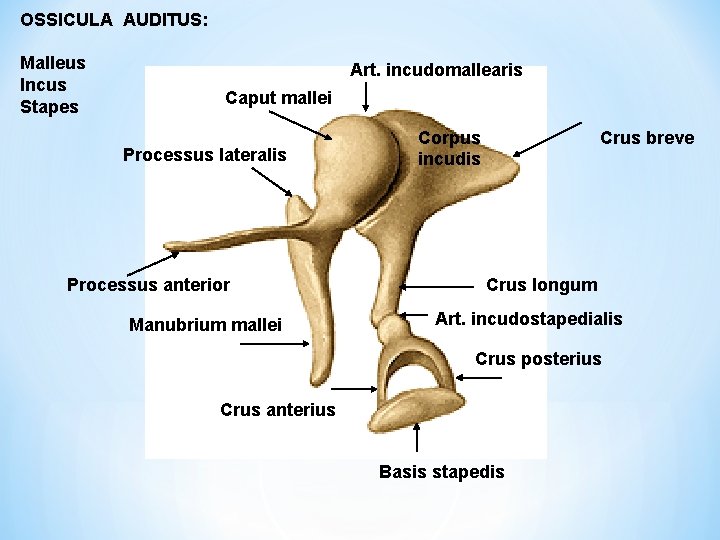 OSSICULA AUDITUS: Malleus Incus Stapes Art. incudomallearis Caput mallei Processus lateralis Processus anterior Manubrium