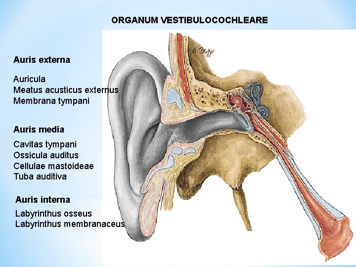 ORGANUM VESTIBULOCOCHLEARE Auris externa Auricula Meatus acusticus externus Membrana tympani Auris media Cavitas tympani