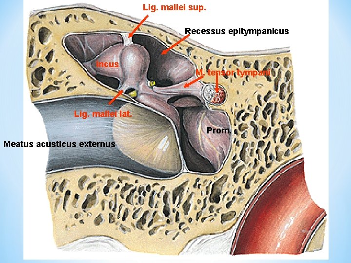 Lig. mallei sup. Recessus epitympanicus Incus M. tensor tympani Lig. mallei lat. Prom. Meatus