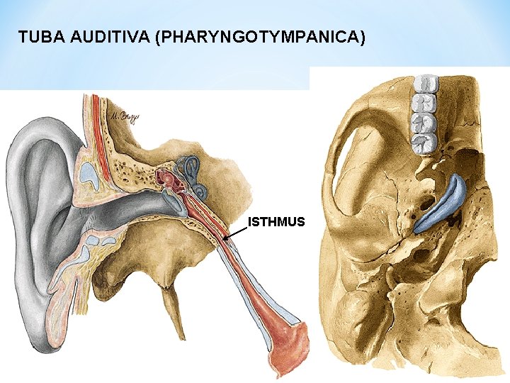 TUBA AUDITIVA (PHARYNGOTYMPANICA) ISTHMUS 