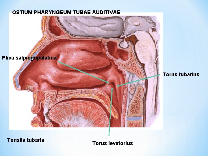 OSTIUM PHARYNGEUM TUBAE AUDITIVAE Plica salpingopalatina Torus tubarius Tonsila tubaria Torus levatorius 