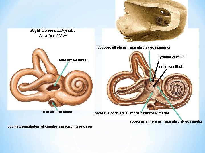 recessus ellipticus - macula cribrosa superior fenestra vestibuli pyramis vestibuli crista vestibuli fenestra cochleae