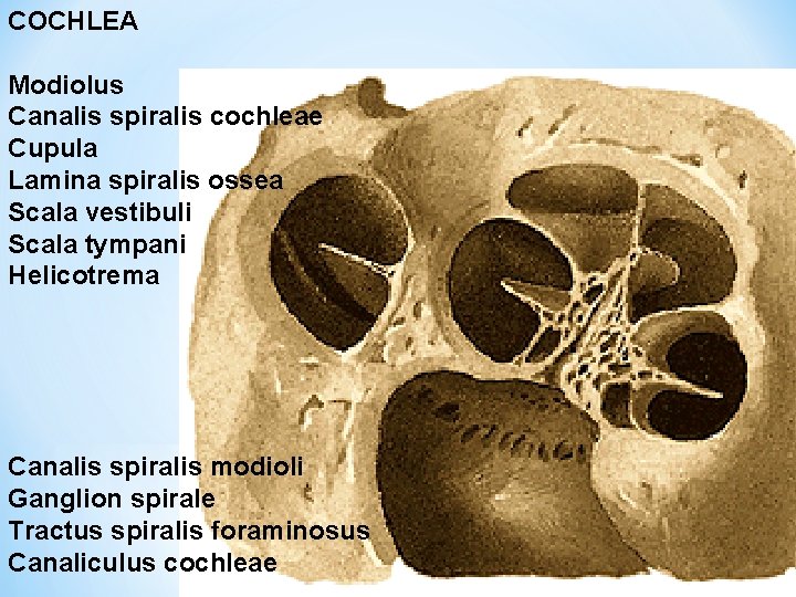 COCHLEA Modiolus Canalis spiralis cochleae Cupula Lamina spiralis ossea Scala vestibuli Scala tympani Helicotrema