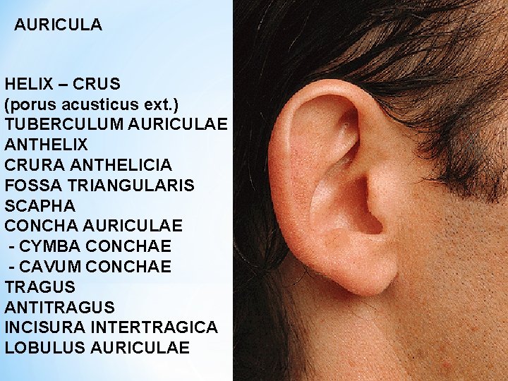 AURICULA HELIX – CRUS (porus acusticus ext. ) TUBERCULUM AURICULAE ANTHELIX CRURA ANTHELICIA FOSSA