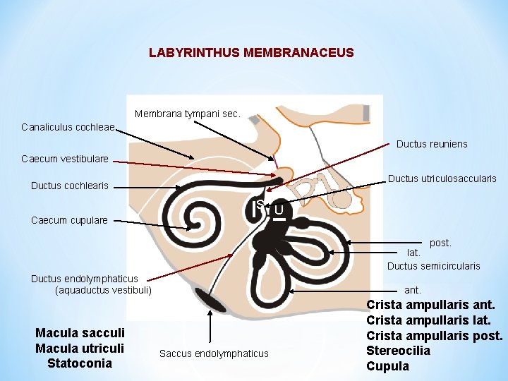 LABYRINTHUS MEMBRANACEUS Membrana tympani sec. Canaliculus cochleae Ductus reuniens Caecum vestibulare Ductus utriculosaccularis Ductus