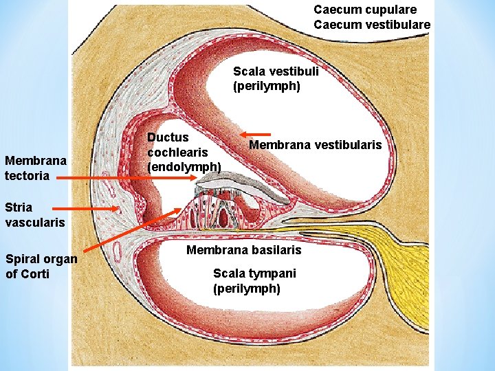 Caecum cupulare Caecum vestibulare Scala vestibuli (perilymph) Membrana tectoria Ductus cochlearis (endolymph) Membrana vestibularis