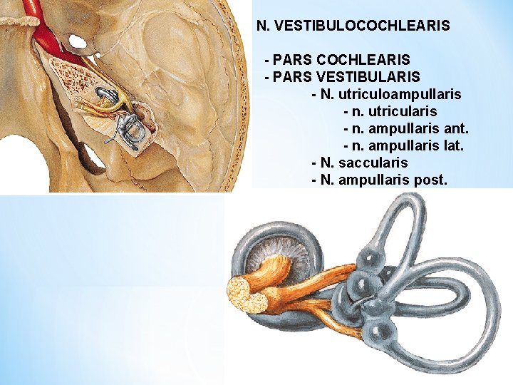 N. VESTIBULOCOCHLEARIS - PARS VESTIBULARIS - N. utriculoampullaris - n. utricularis - n. ampullaris