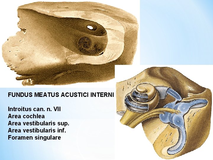 FUNDUS MEATUS ACUSTICI INTERNI Introitus can. n. VII Area cochlea Area vestibularis sup. Area