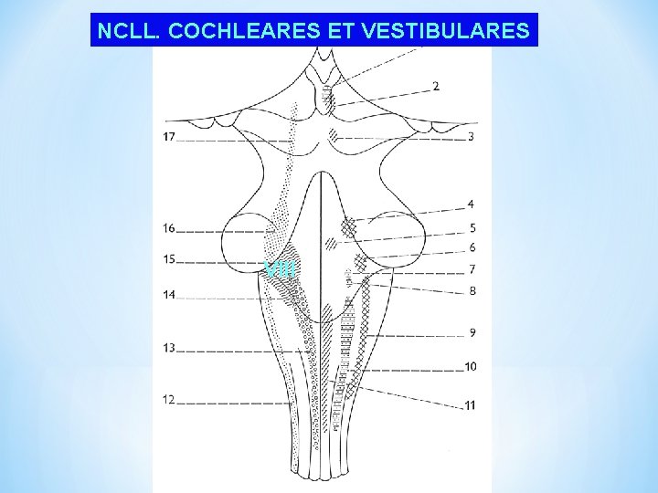 NCLL. COCHLEARES ET VESTIBULARES VIII 