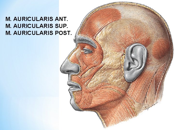 M. AURICULARIS ANT. M. AURICULARIS SUP. M. AURICULARIS POST. 