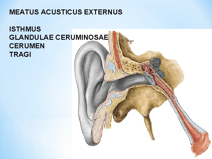 MEATUS ACUSTICUS EXTERNUS ISTHMUS GLANDULAE CERUMINOSAE CERUMEN TRAGI 