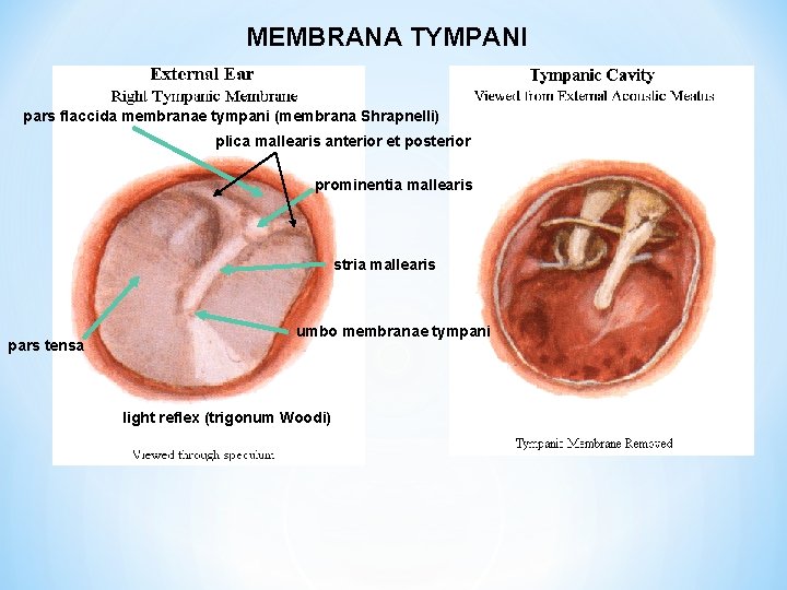 MEMBRANA TYMPANI pars flaccida membranae tympani (membrana Shrapnelli) plica mallearis anterior et posterior prominentia