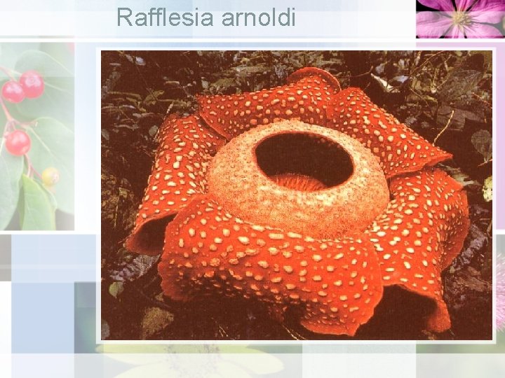 Rafflesia arnoldi 