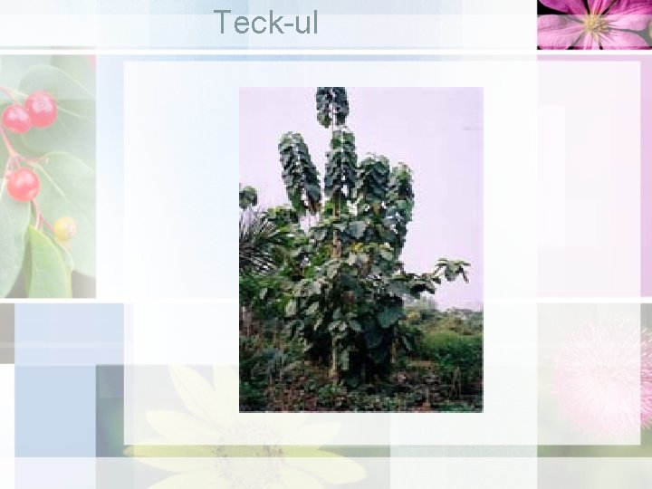 Teck-ul 