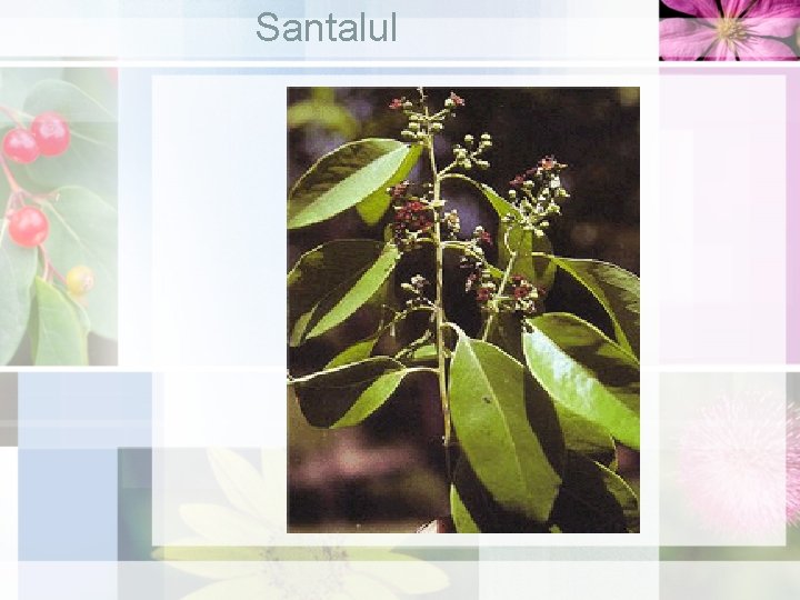 Santalul 