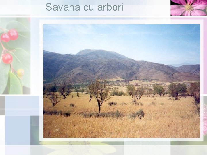 Savana cu arbori 