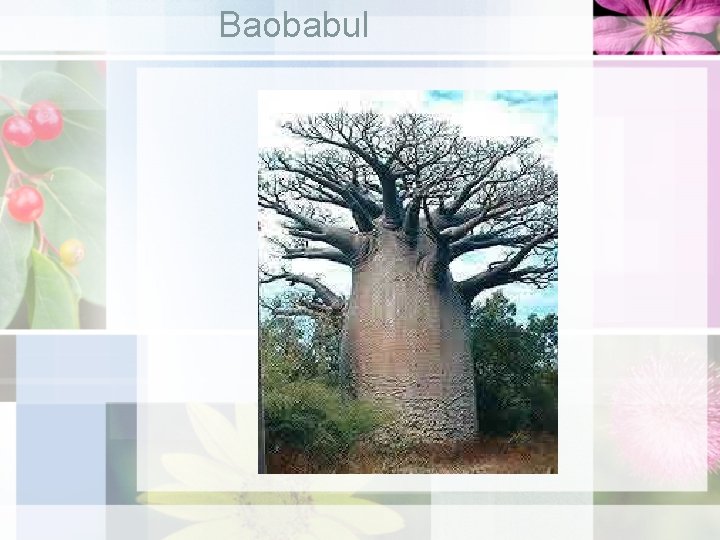 Baobabul 