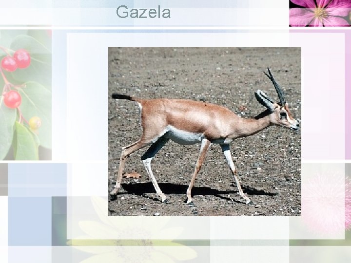 Gazela 