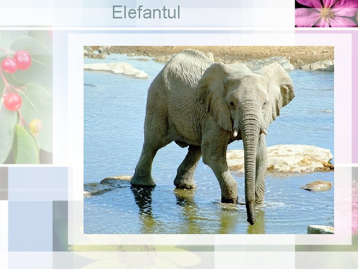 Elefantul 