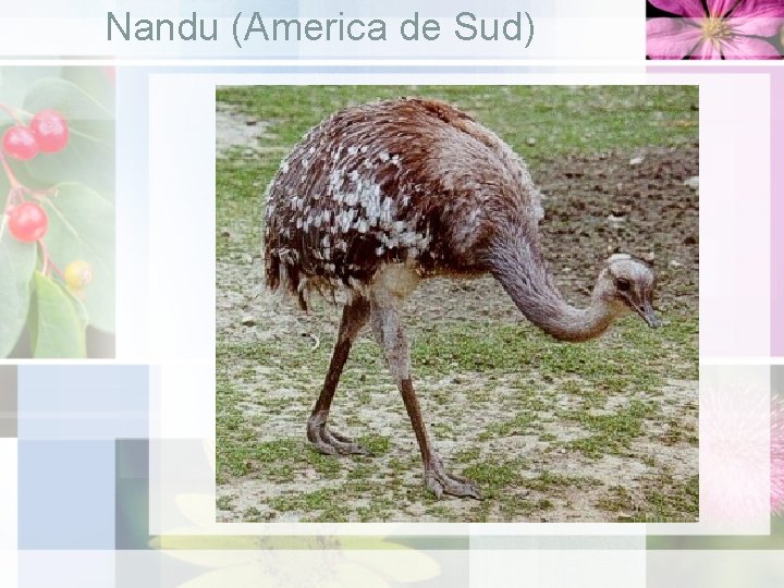 Nandu (America de Sud) 