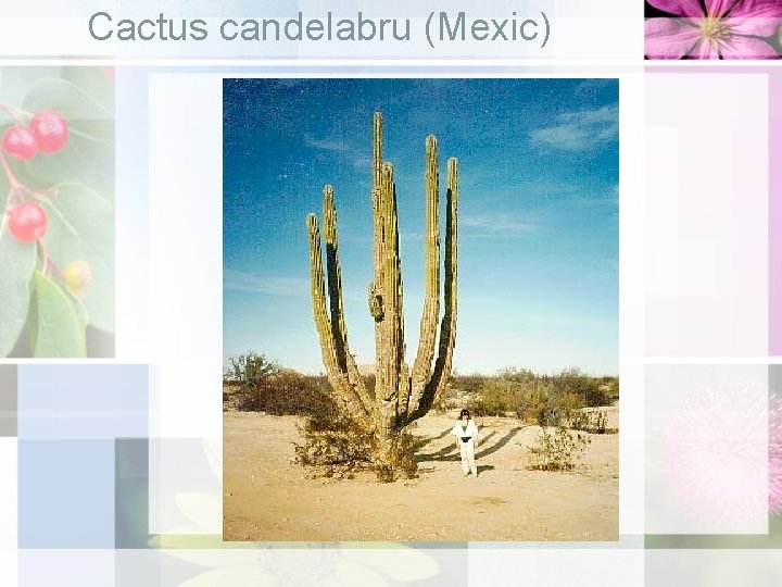 Cactus candelabru (Mexic) 