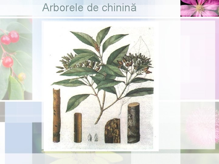 Arborele de chinină 