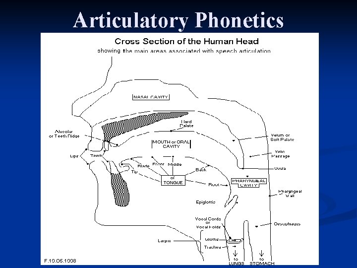 Articulatory Phonetics 