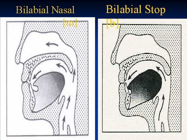 Bilabial Nasal [m] [b] Bilabial Stop [b] 6 