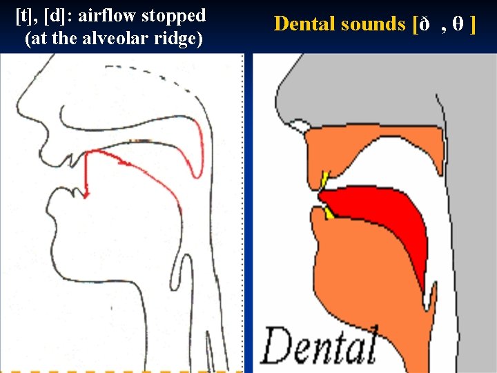 [t], [d]: airflow stopped (at the alveolar ridge) Dental sounds [ð , θ ]