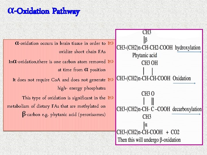 α-Oxidation Pathway α-oxidation occurs in brain tissue in order to oxidize short chain FAs