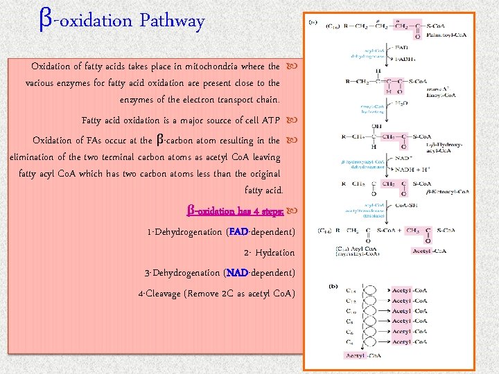 β-oxidation Pathway Oxidation of fatty acids takes place in mitochondria where the various enzymes