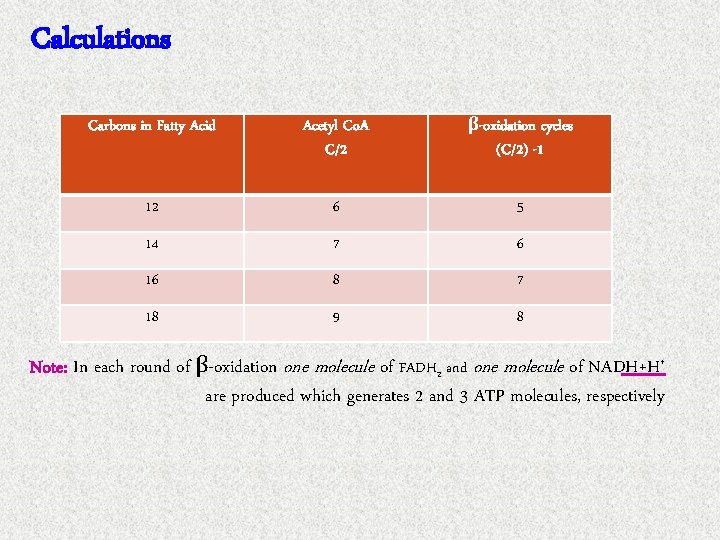 Calculations Carbons in Fatty Acid Acetyl Co. A C/2 β-oxidation cycles (C/2) -1 12