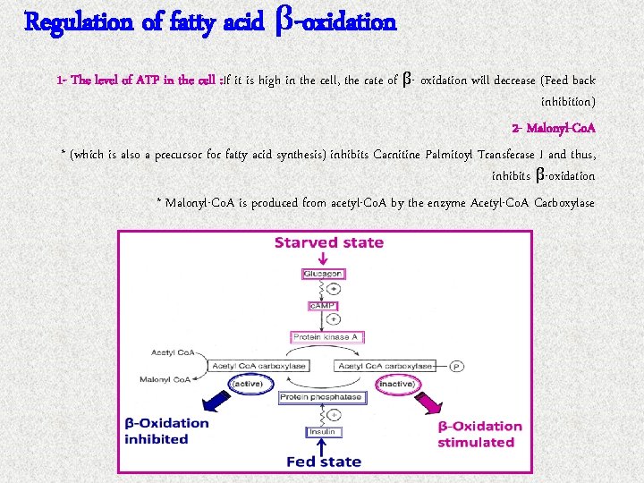 Regulation of fatty acid β-oxidation 1 - The level of ATP in the cell