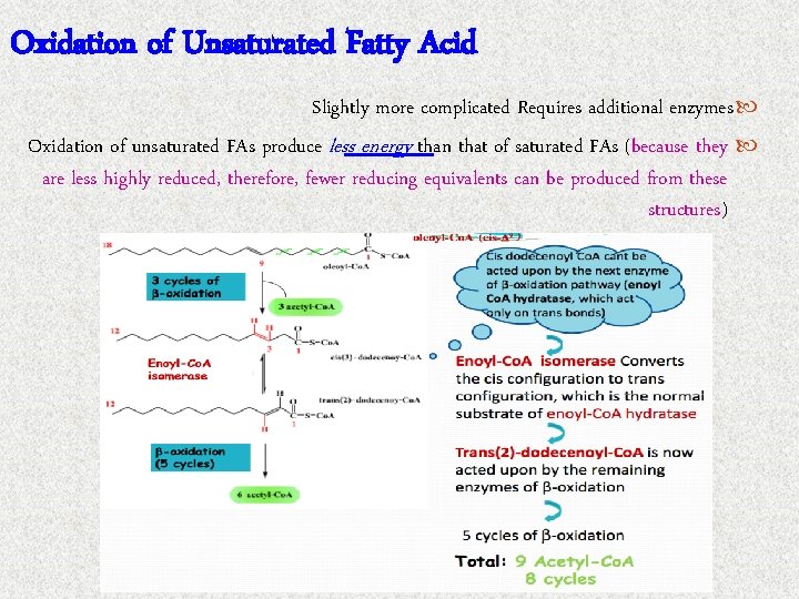 Oxidation of Unsaturated Fatty Acid Slightly more complicated Requires additional enzymes Oxidation of unsaturated