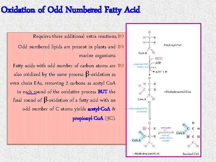 Oxidation of Odd Numbered Fatty Acid Requires three additional extra reactions. Odd numbered lipids