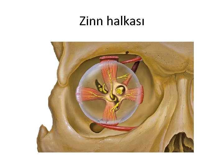 Zinn halkası 