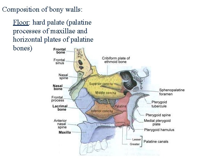 Composition of bony walls: Floor: hard palate (palatine processes of maxillae and horizontal plates