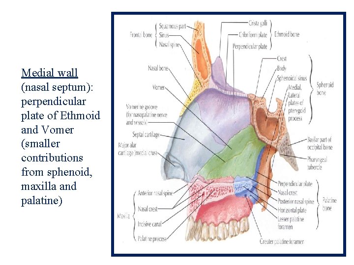 Medial wall (nasal septum): perpendicular plate of Ethmoid and Vomer (smaller contributions from sphenoid,