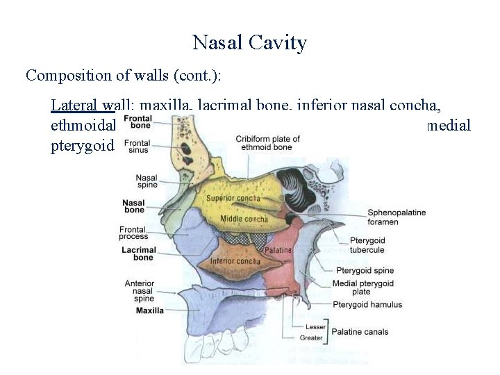 Nasal Cavity Composition of walls (cont. ): Lateral wall: maxilla, lacrimal bone, inferior nasal