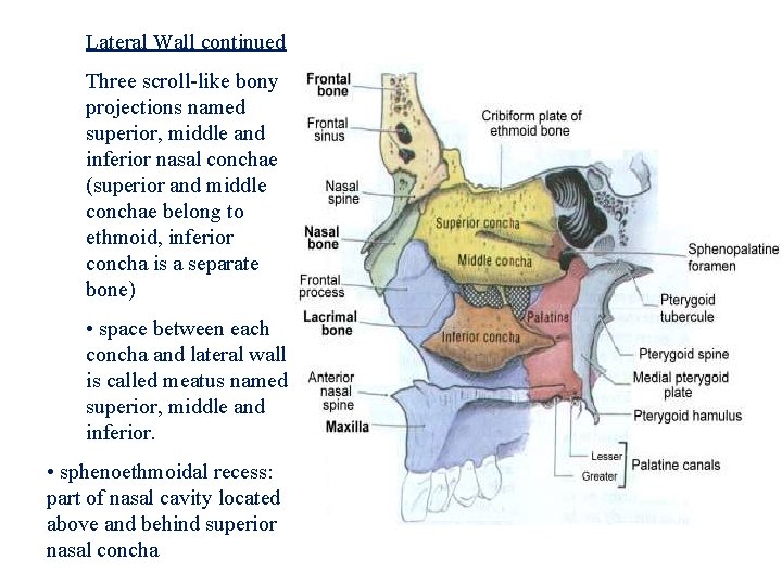 Lateral Wall continued Three scroll-like bony projections named superior, middle and inferior nasal conchae