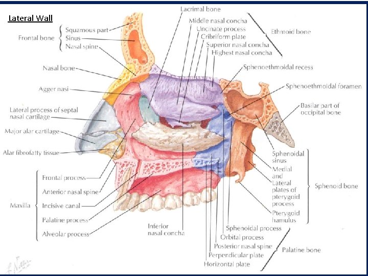 Lateral Wall 