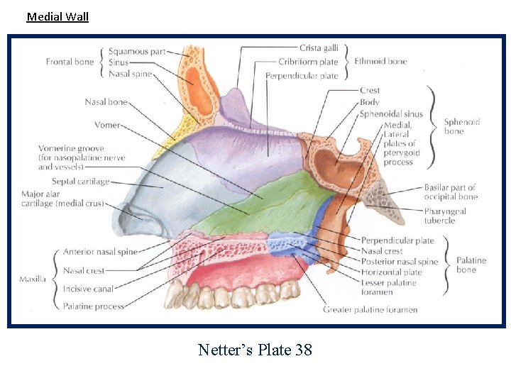 Medial Wall Netter’s Plate 38 