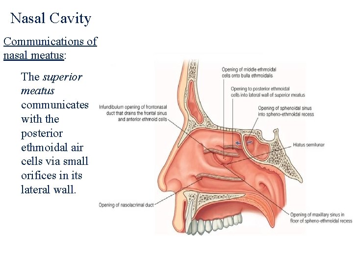 Nasal Cavity Communications of nasal meatus: The superior meatus communicates with the posterior ethmoidal
